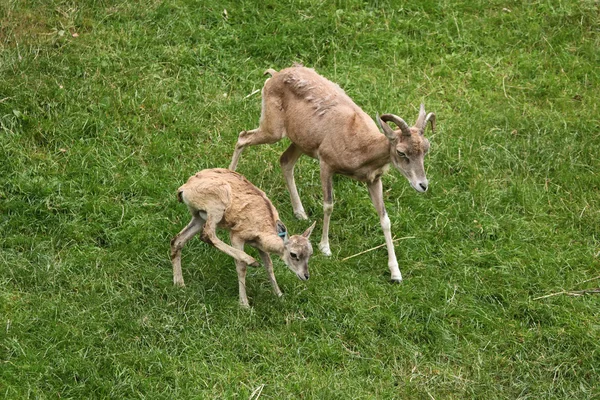 Transcaspian urials (Ovis orientalis arkal). — Stock Photo, Image