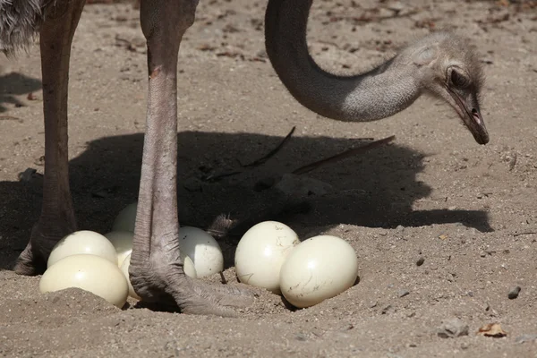 Avestruz (Struthio camelus) inspecciona sus huevos en el nido — Foto de Stock