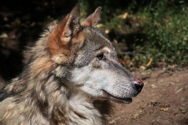 Közönséges Farkas (Canis lupus lupus). — Stock Fotó