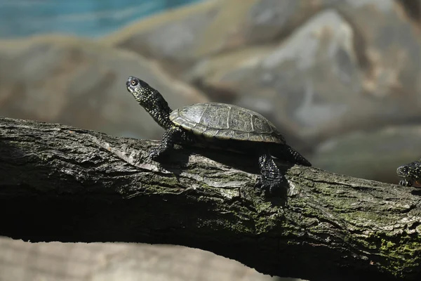 Europäische Teichschildkröte (Emys orbicularis)). — Stockfoto