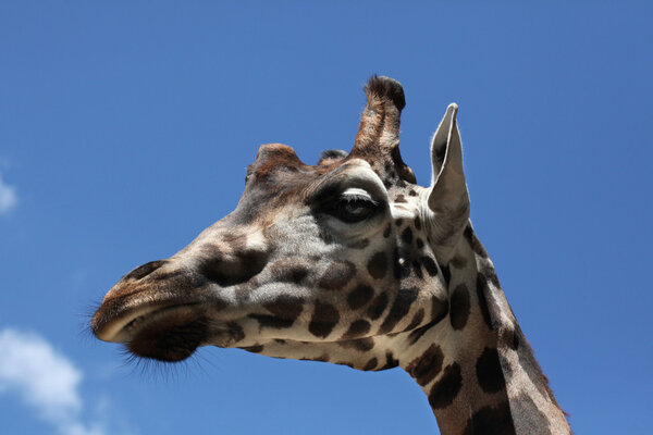 Rothschild's giraffe (Giraffa camelopardalis rothschildi).