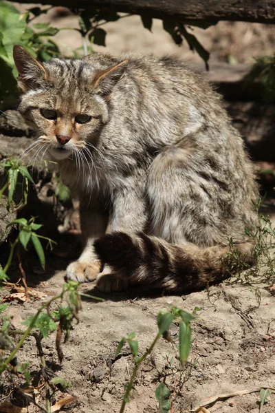 Europäische Wildkatze (felis silvestris silvestris)). — Stockfoto