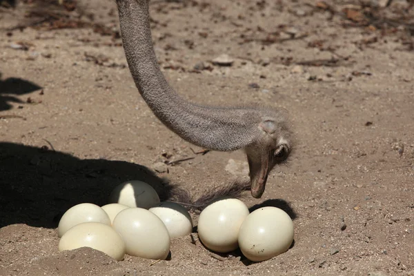 Ostrich (Struthio camelus) inspects its eggs in the nest — Stock Photo, Image