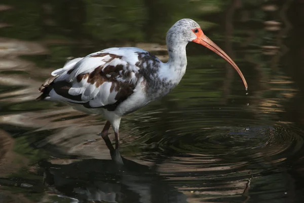 Ibis biały (Eudocimus albus). — Zdjęcie stockowe