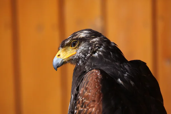 Pärlhök (Parabuteo unicinctus)). — Stockfoto