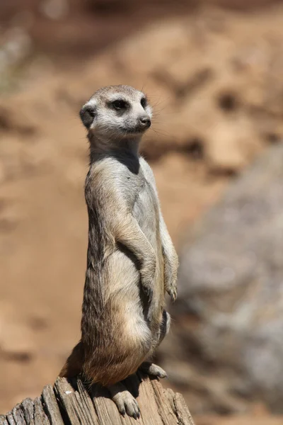 Meerkat (Suricata suricatta), también conocido como el suricato . — Foto de Stock