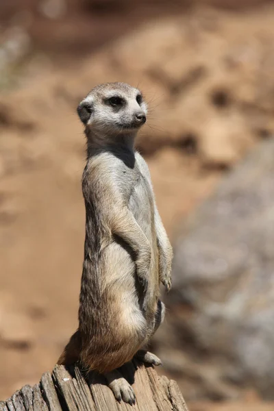 Meerkat (Suricata suricatta), também conhecido como suricate . — Fotografia de Stock