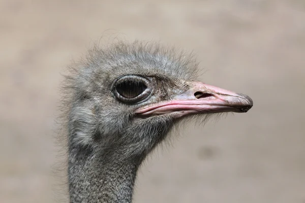 Struisvogel (Struthio Camelus). — Stockfoto