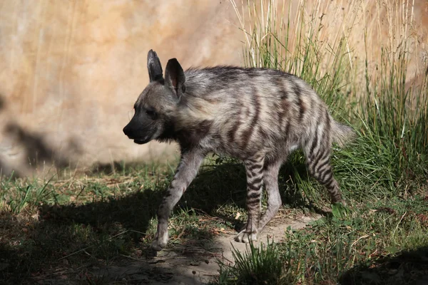 Полосатая гиена (Hyaena hyaena). — стоковое фото