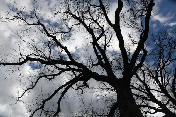 Bewolkte hemel met bomen — Stockfoto