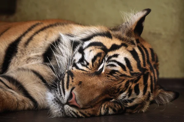 Tygrys sumatrzański (Panthera tigris sumatrae). — Zdjęcie stockowe