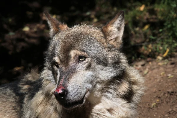 Lobo eurasiático (canis lupus lupus ). — Fotografia de Stock