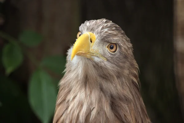 White-tailed eagle (Haliaeetus albicilla). — Stock Photo, Image