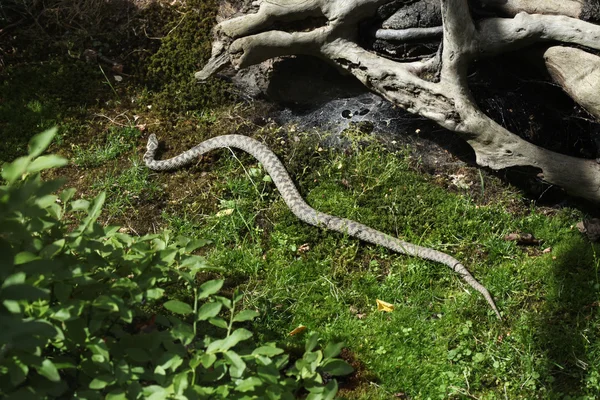 Europese viper (Vipera Berus). — Stockfoto