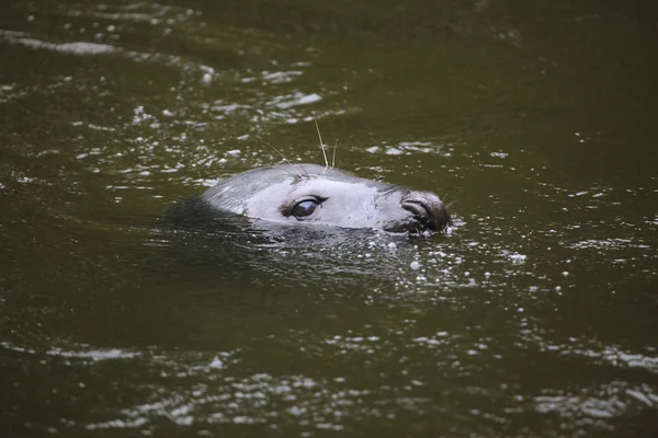 Foka szara Halichoerus (Gryposa). — Zdjęcie stockowe