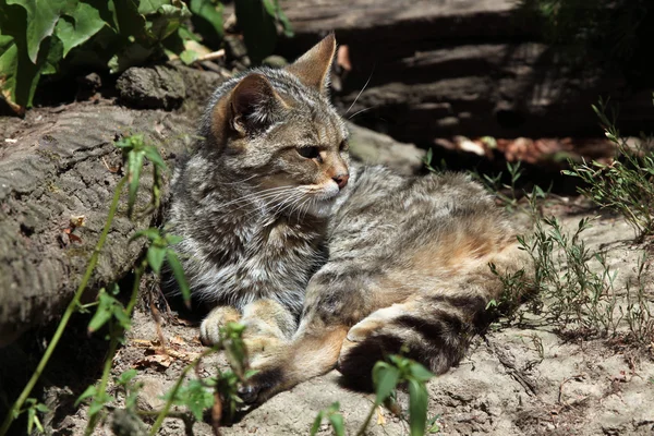 Europese wilde kat (felis silvestris silvestris)). — Stockfoto