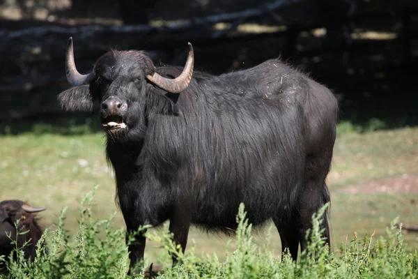 Asian water buffalo (Bubalus bubalis). — Stock Photo, Image