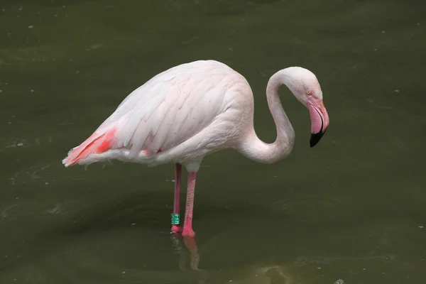 Greater Flamingo (Phoenicopterus roseus). — Stock Photo, Image