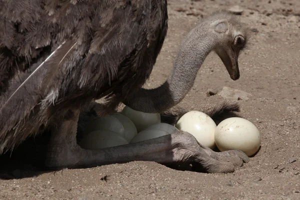 Ostrich Eggs at Rs 220/pair, शुतुरमुर्ग का अंडा in Mumbai