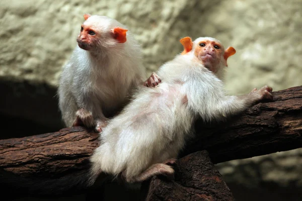 Silvery marmosets (Mico argentatus). — Stock Photo, Image