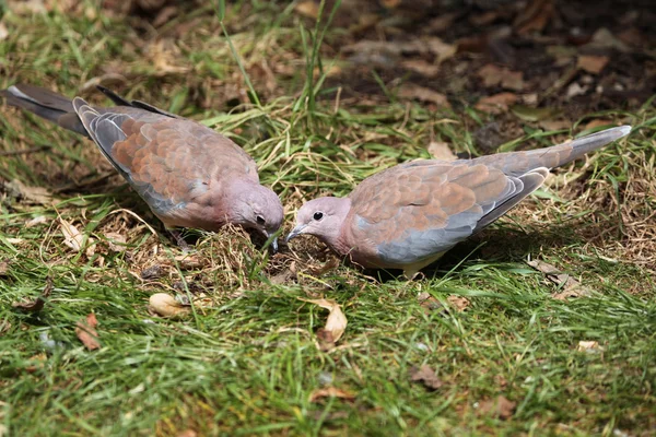Laughing doves (Spilopelia senegalensis). — ストック写真