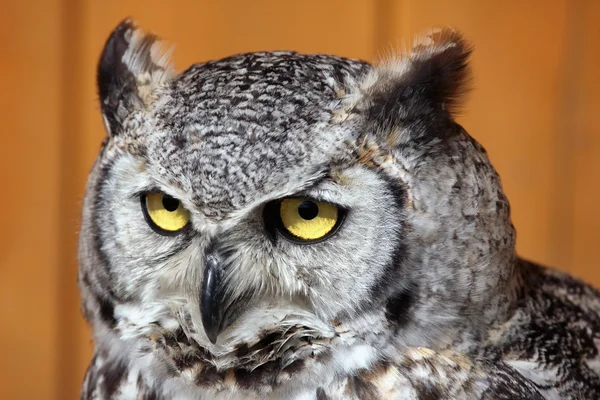 뿔달린 큰 올빼미 (bubo virginianus)). — 스톡 사진