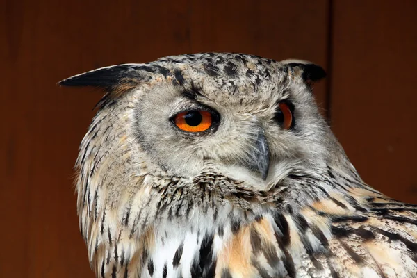 Coruja-águia-da-sibéria ocidental (Bubo bubo sibiricus ). — Fotografia de Stock