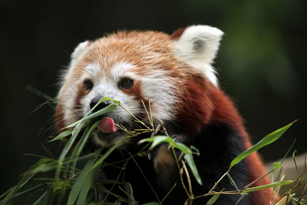 Panda rojo (Ailurus fulgens ). — Foto de Stock