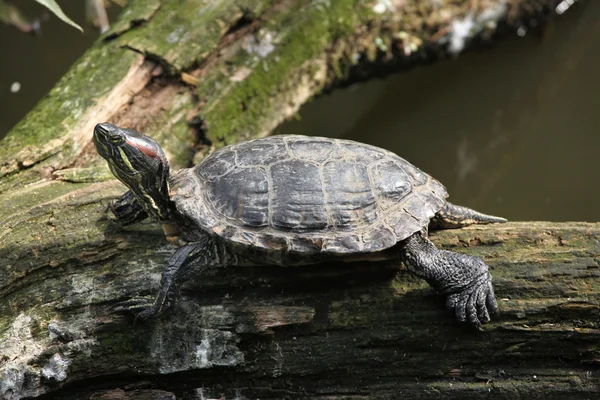 Żółw czerwonolicy — Zdjęcie stockowe
