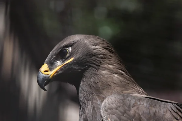 Águila estepa (Aquila nipalensis ). —  Fotos de Stock