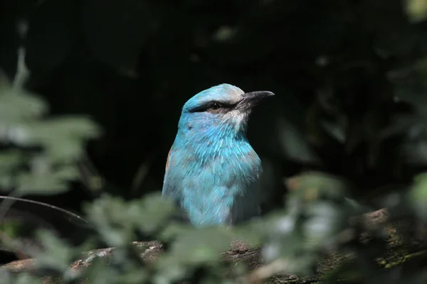 欧洲滚子 (coracias garrulus). — 图库照片