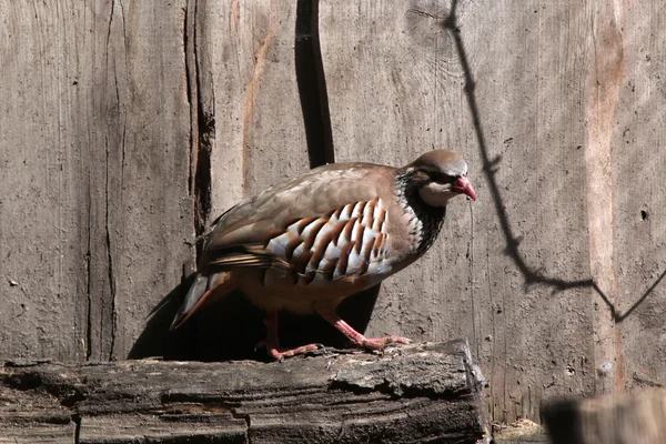 Perdiz-de-pernas-vermelhas (Alectoris rufa). — Fotografia de Stock