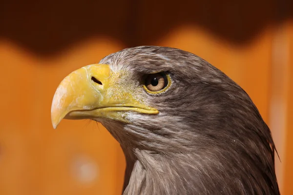 Águia de cauda branca (Haliaeetus albicilla ). — Fotografia de Stock