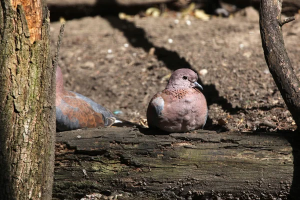 Laughing doves (Spilopelia senegalensis). — Zdjęcie stockowe