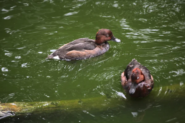 Ferruginous ducks (Aythya nyroca). — Zdjęcie stockowe