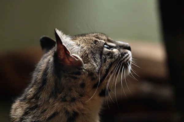 Кошка Жоффруа (Leopardus geoffroyi ). — стоковое фото