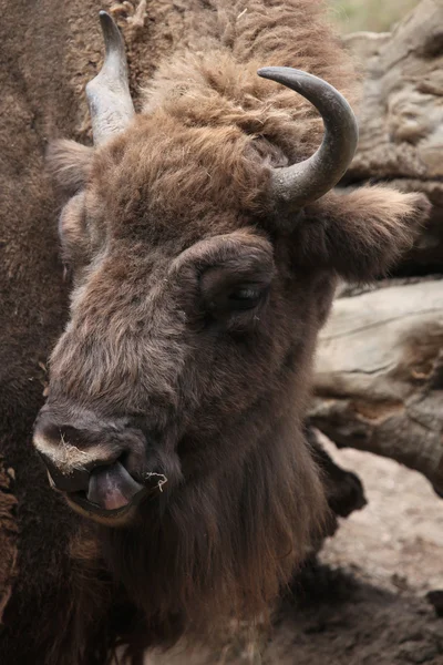 Avrupa bizonu (Bison bonasus). — Stok fotoğraf