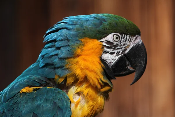 Guacamayo azul y amarillo (Ara arararauna ). — Foto de Stock