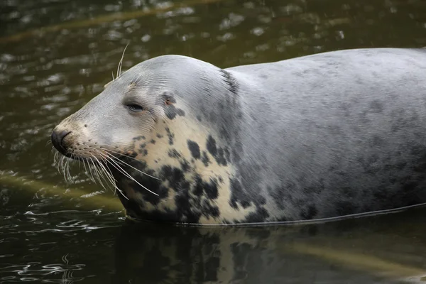 Abu-abu segel (Halichoerus grypus ). — Stok Foto