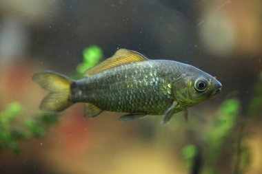 Freshwater fish underwater