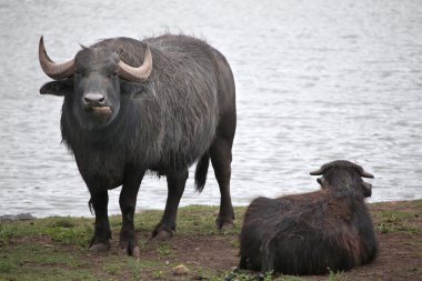 Asian water buffaloes (Bubalus bubalis). clipart