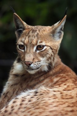 Karpat vaşak (Lynx lynx carpathica). 