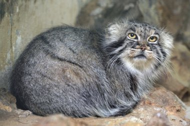Pallas kedisi (Otocolobus manul)