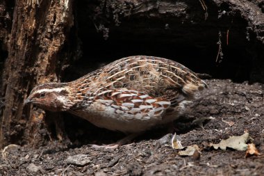 Japanese quail (Coturnix japonica). clipart