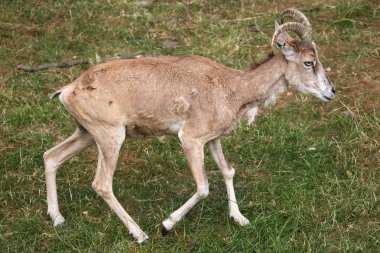 Transcaspian urial (Ovis orientalis arkal). 