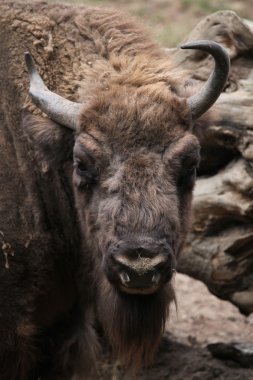 Avrupa bizonu (Bison bonasus). 