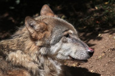 Avrasya kurt (Canis lupus lupus). 