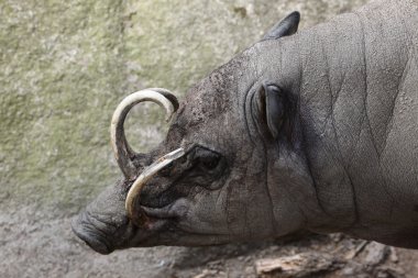 Sulawesi babirusa (Babyrousa kutlaması). 