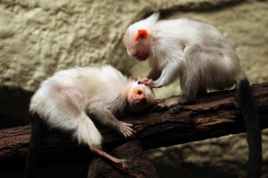 Simli marmosets (Mico argentatus).