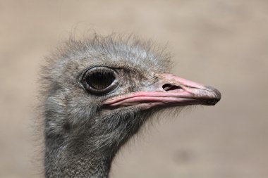 Devekuşu (Struthio Camelus). 